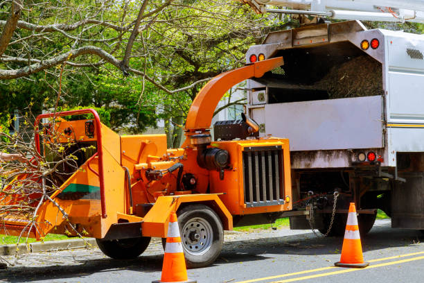 Best Tree Cabling and Bracing  in Long Beach, WA