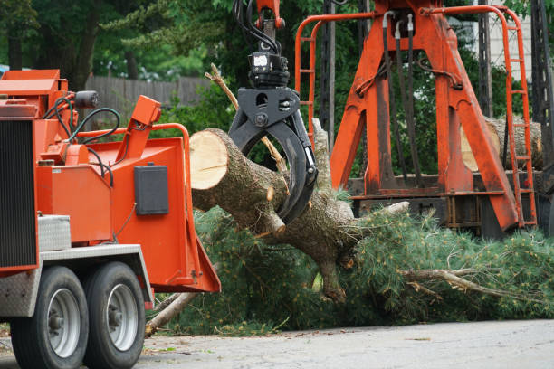 Best Lawn Disease Treatment  in Long Beach, WA